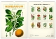 Kalendář nástěnný, Vintage plakáty - herbář 2026