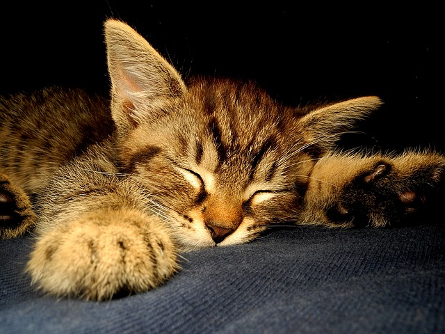 Spící kotě